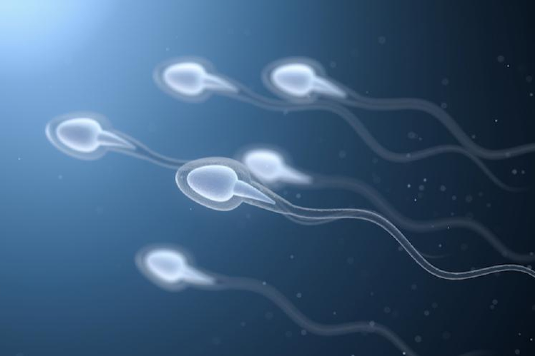 Spermogram: what is it?